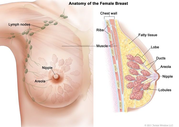 Breast Cancer Treatment Options: A Comprehensive Overview